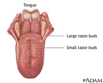 the tongue
