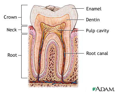 Tooth anatomy