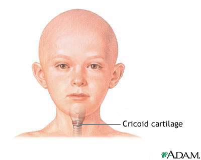 Cricoid cartilage