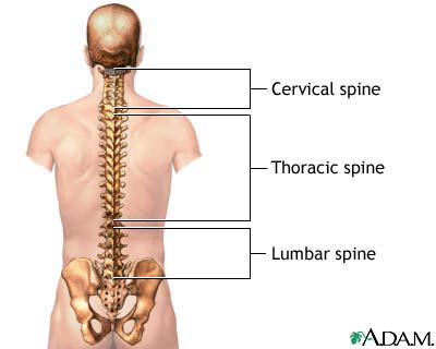 Posterior spinal anatomy