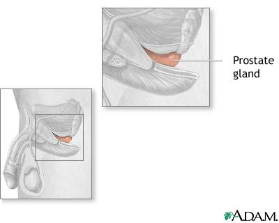 Prostate gland